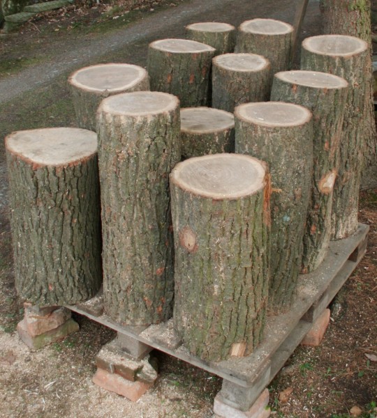 dubové špalky na štípání dřeva